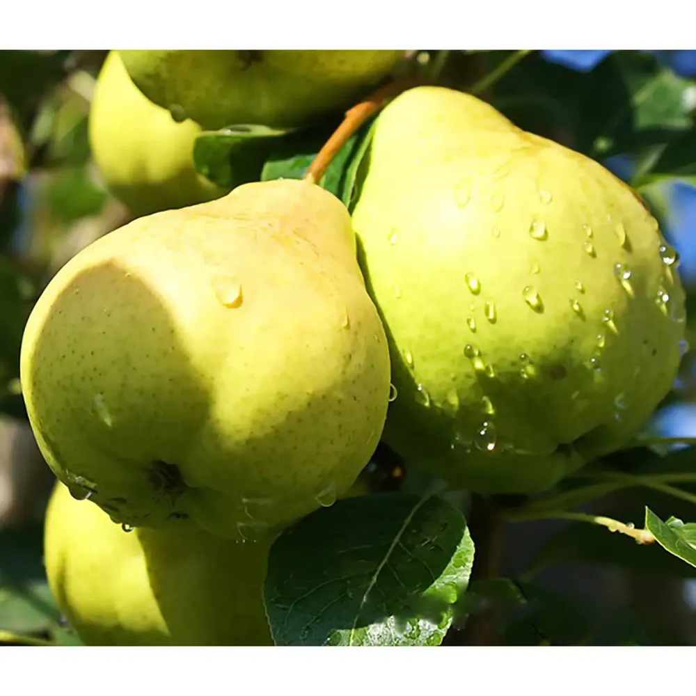 Груша Августовская роса С5 Закупка М69 июнь 2026