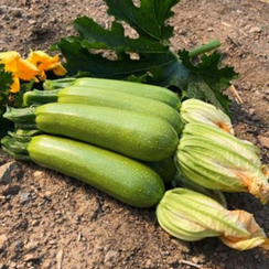 Балхаш F1 семена кабачка (Sakata / Саката)