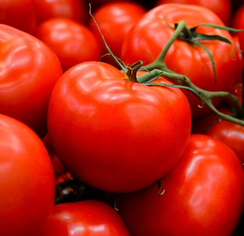 Америго F1 семена томата индетерминантного (Sakata / Саката)