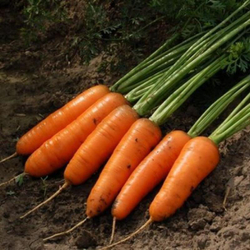 Морковь Каскад F1  0,5г Мировые Семена VITA GREEN