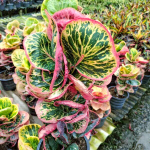 Кротон SRI/SEDTHEE KHLONG MAI