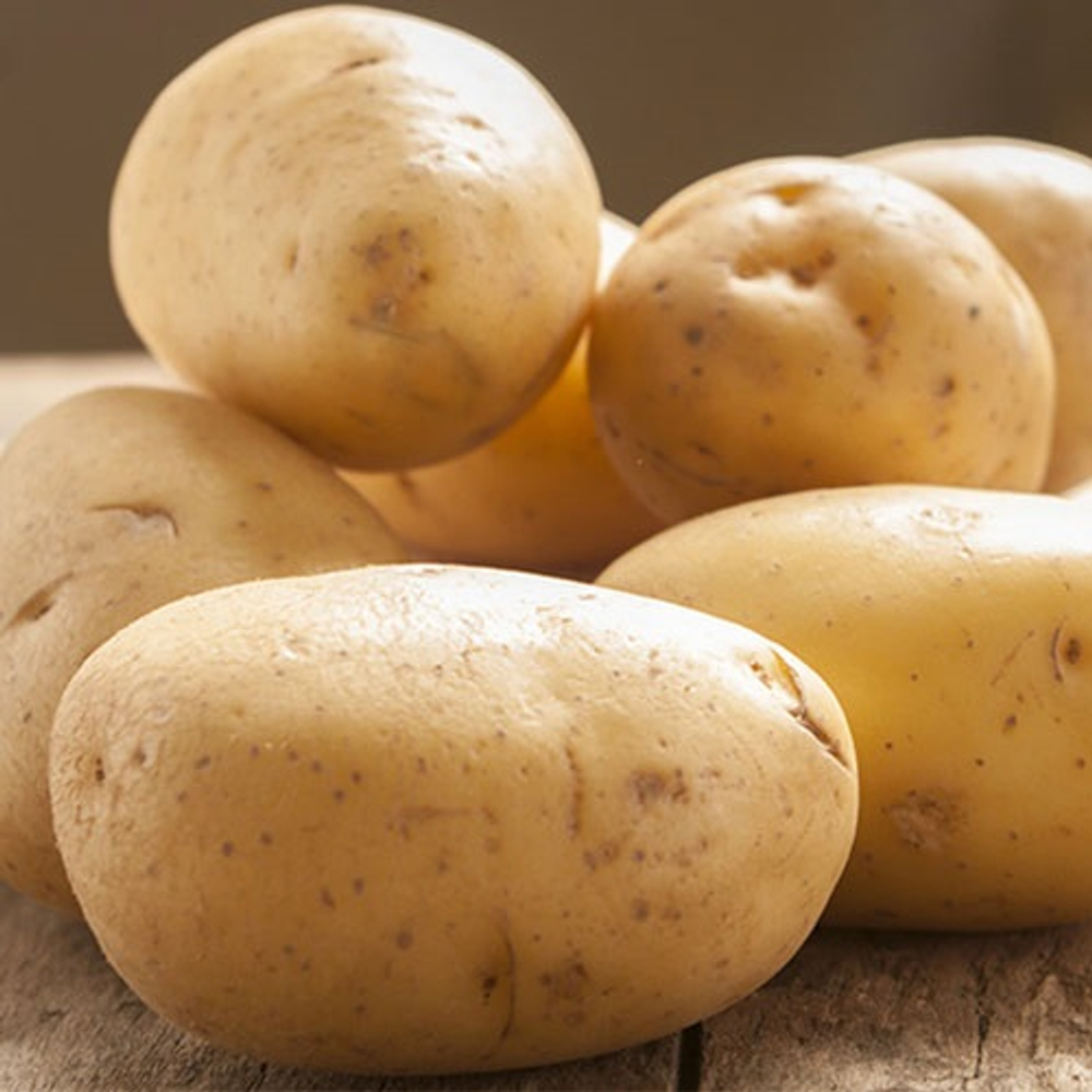 Картофель семенной Конкурент