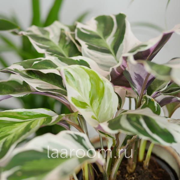 Калатея Фьюжн Вайт 10/20