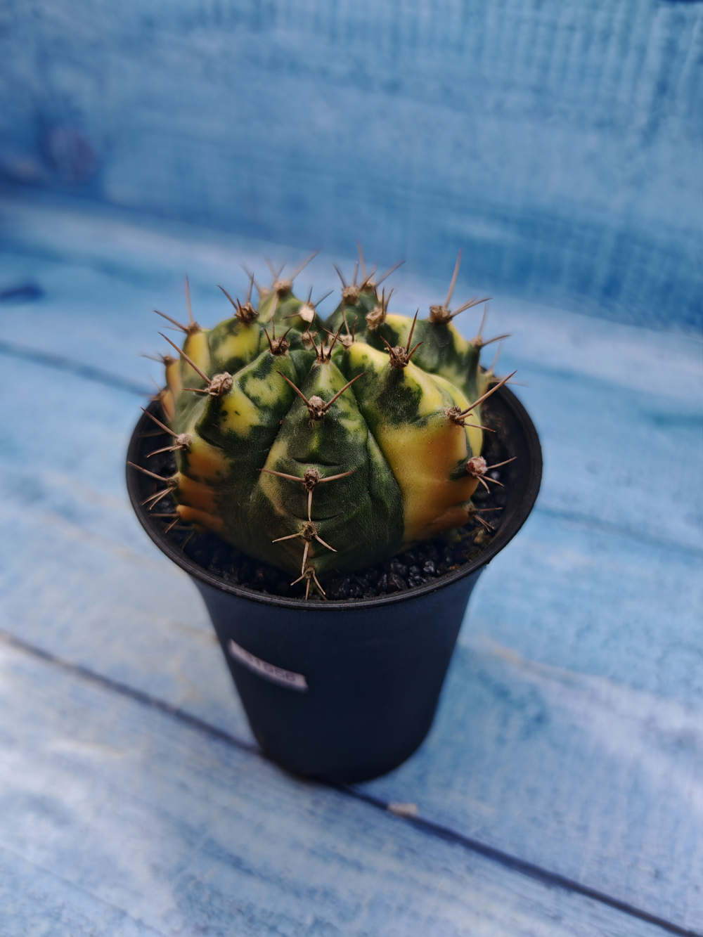 Gymnocalycium Variegata (Гимнокалициум Вариегатный)