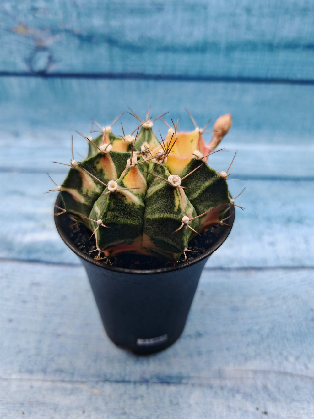 Gymnocalycium Variegata (Гимнокалициум Вариегатный)