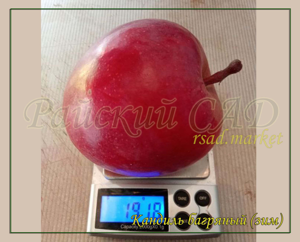 Яблоня Кандиль багряный