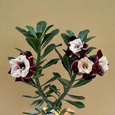 Адениум LUMINTANG