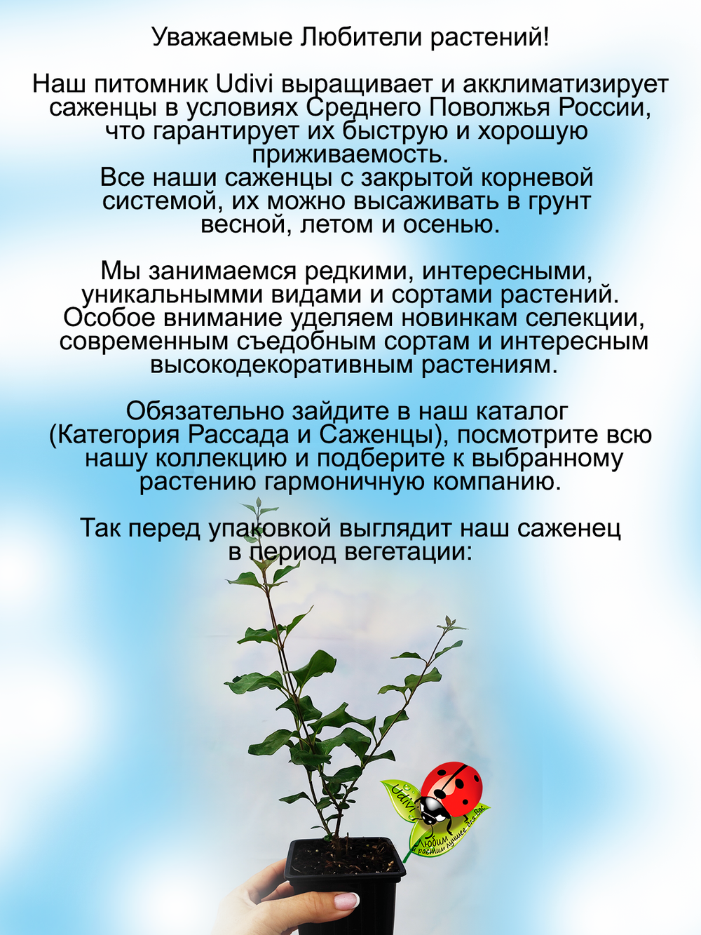 Сирень Палибин повторноцветущая карликовая
