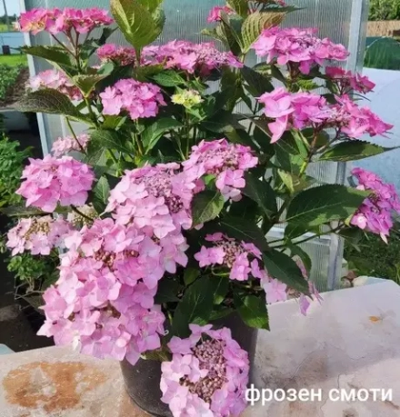 Frozen Smoothie (Фроузен Смузи) серия Flair & Flavours Р7