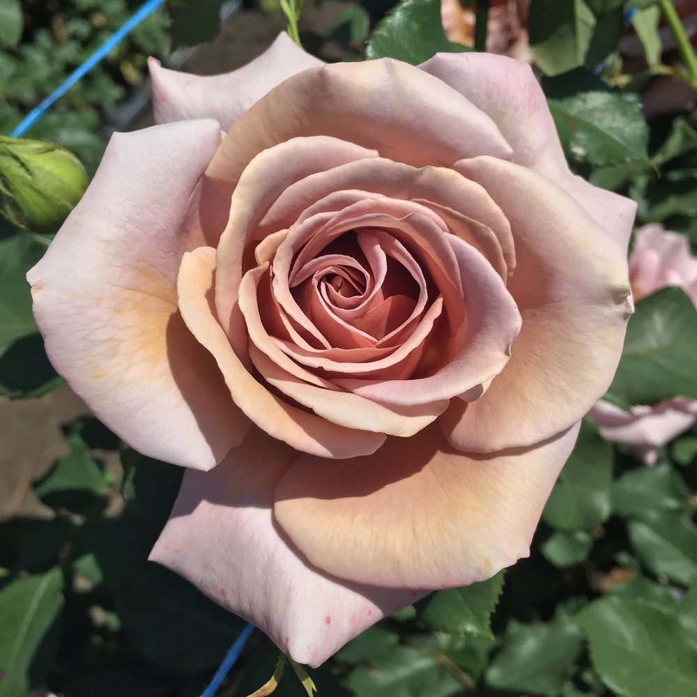 Коко Локо (Koko Loko)