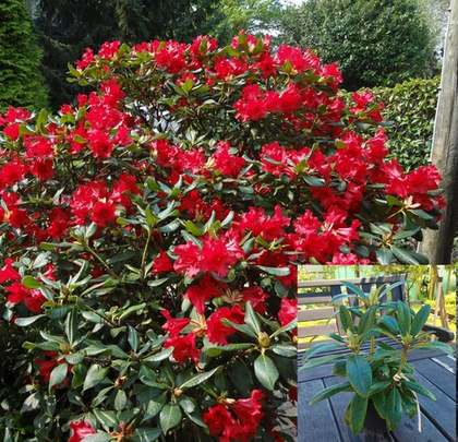 Рододендрон гибридный Таррагона