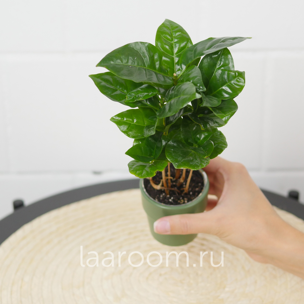 Кофе Арабика d6