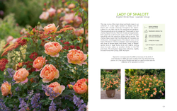David Austin's English Roses