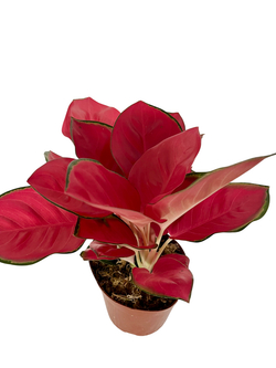 Аглаонема Red Coral д.12