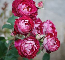 Бэль дэ Сегоза (Belle De Segosa)