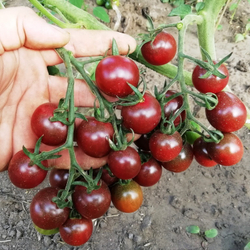 Помидоры - Black Opal - Чёрный Опал