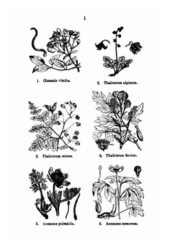 Illustrations of the British flora, drawn by W.H. Fitch and W.G. Smith | Walter Hood Fitch
