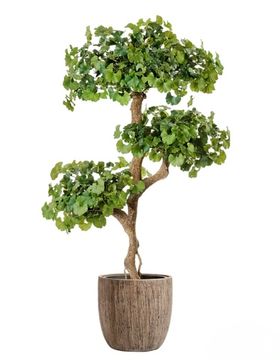 Комплект - Гинкго на забавном стволе 145 см в кашпо TREEZ Effectory - серия Wood