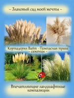 Злак Кортадерия селло Пампасная трава