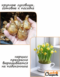 Нарцисс Луковица, Трампэт Йеллоу, 4шт