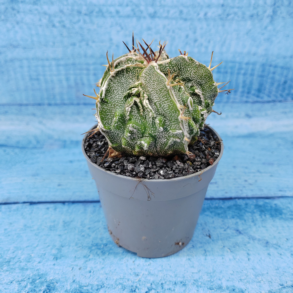 Astrophytum Myriostigma cv. Fukuryu (Астрофитум)