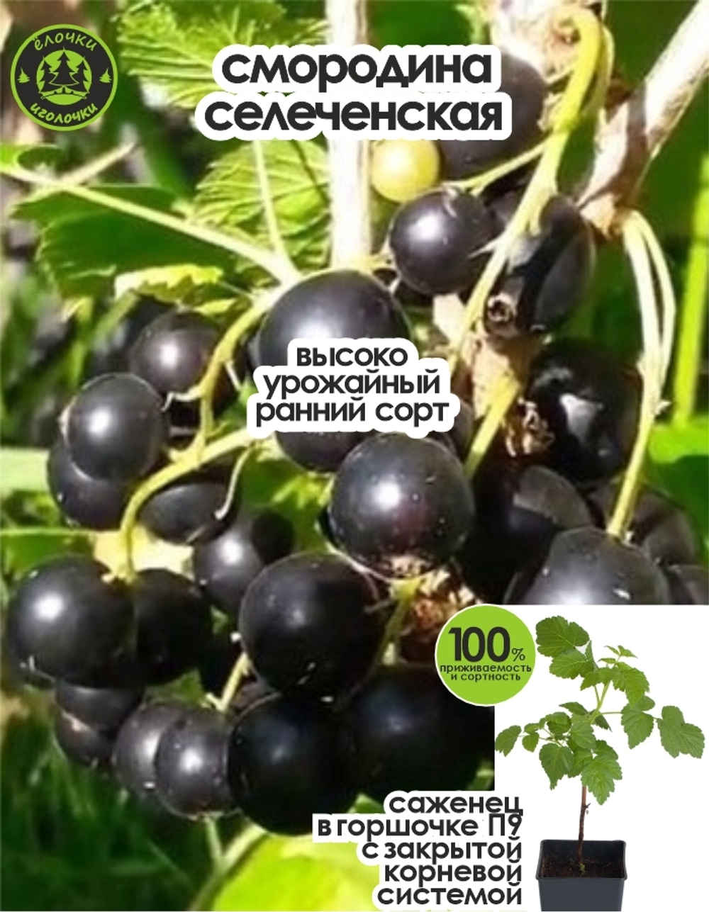 Саженец, Смородина, Селеченская