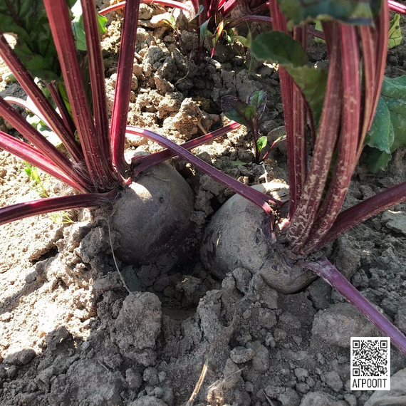 Монти F1 семена свеклы (Rijk Zwaan / Райк Цваан) в поле – фото 3