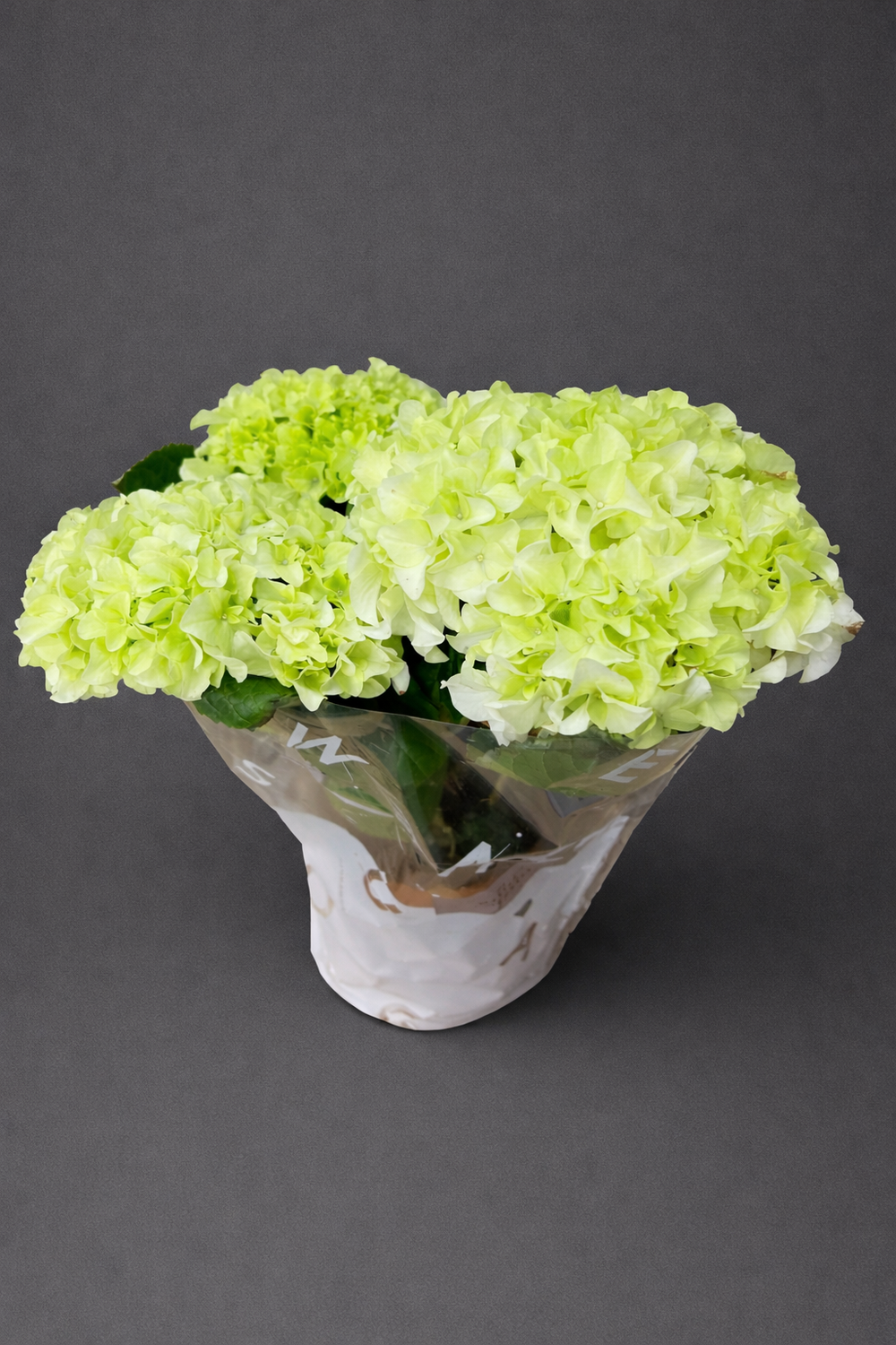 Гортензия зелёная