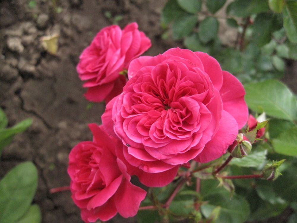 Сангрия (Sangria)