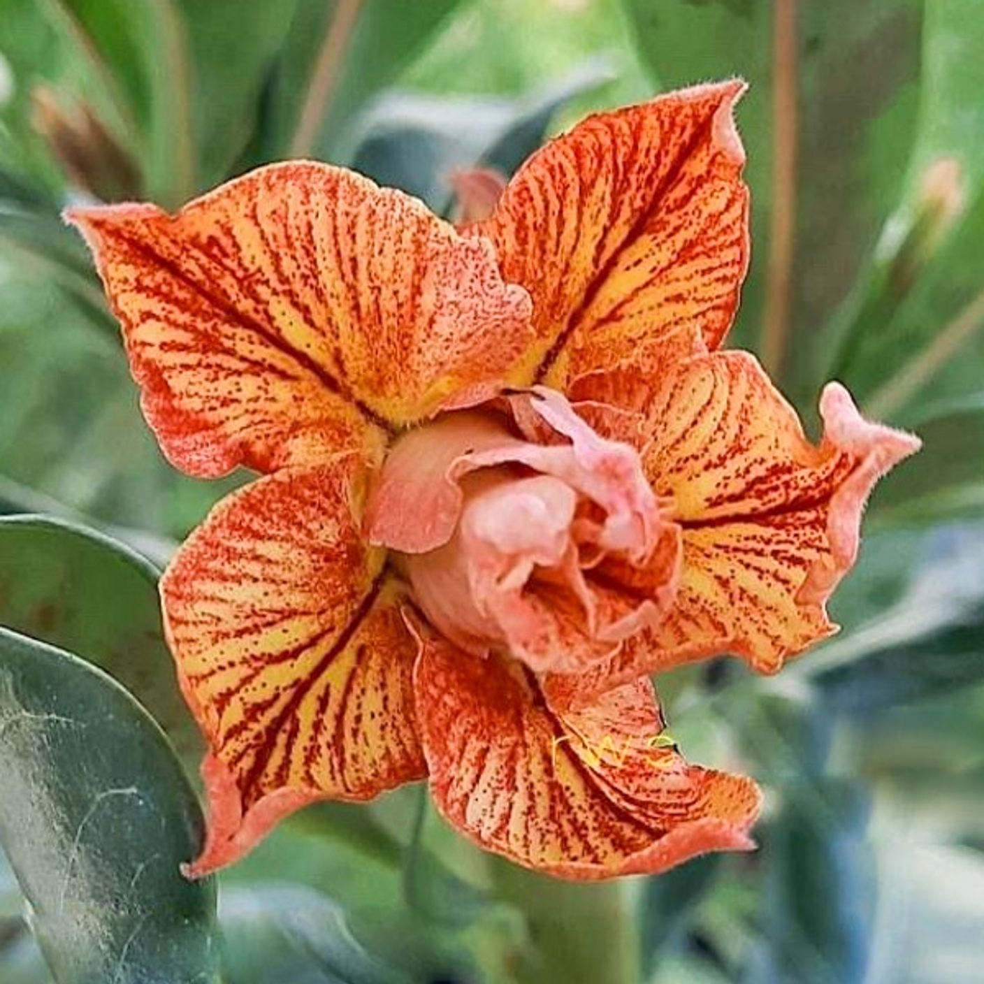 Адениумы из Индонезии