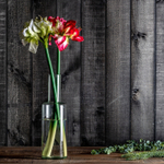 Цветок AMARYLLIS цвет белый