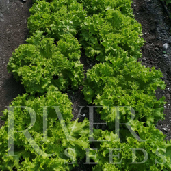 Салат Риччини 10шт ВитаГрин ЭКСТРА