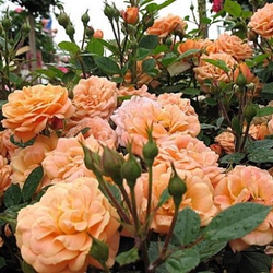 Роза Эприкот Клементина С7 Закупка М57 июнь 2026