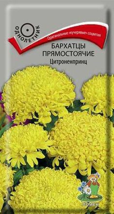 Бархатцы (Тагетес)