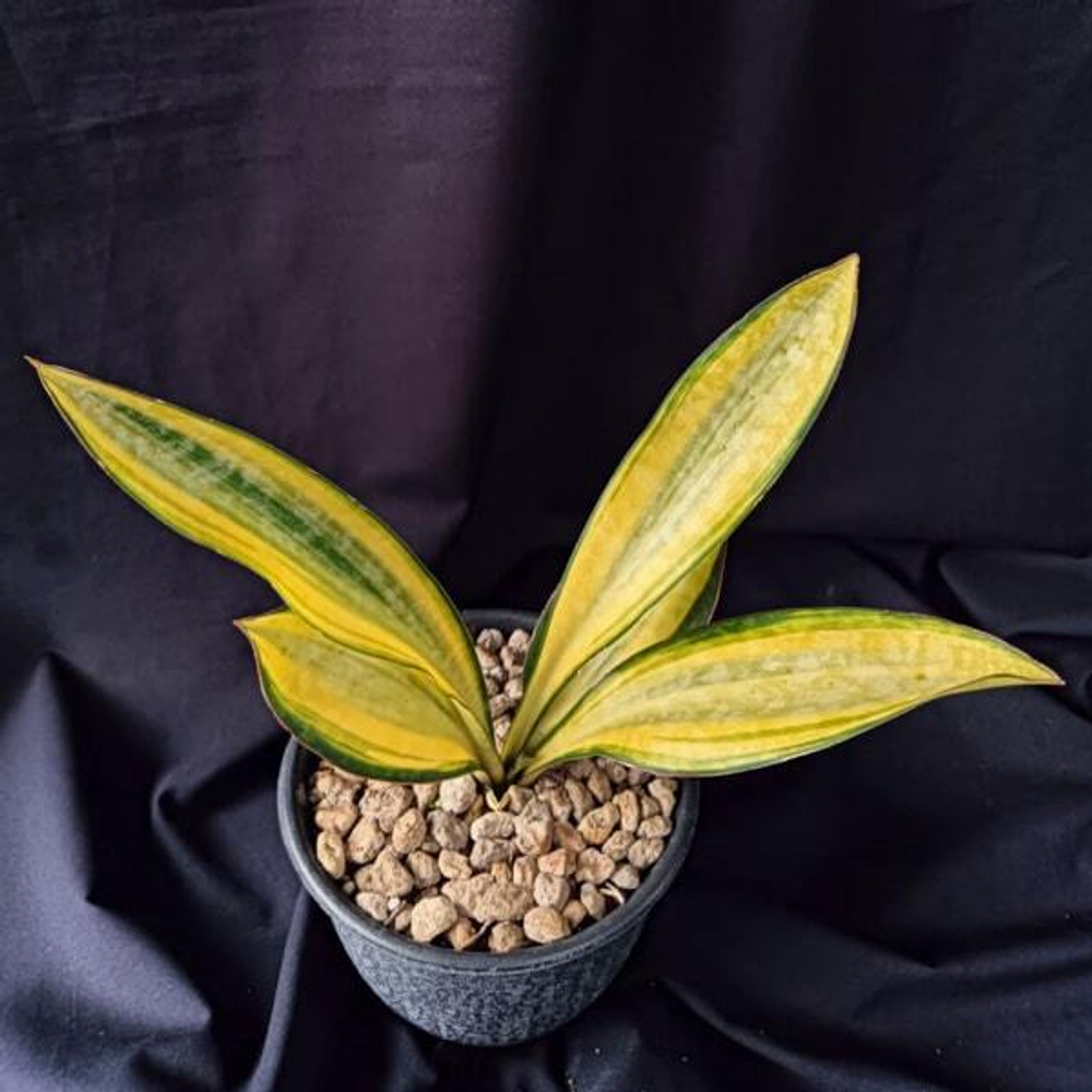 Сансевиерия SUDWALLA CAVES VAR