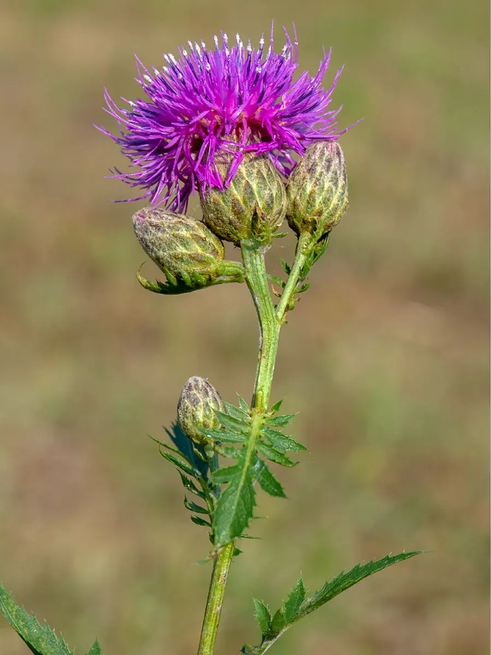 Семена Серпуха венценосная (Serratula coronata) 1гр