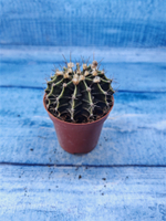 Gymnocalycium Friedrichii (Гимнокалициум)