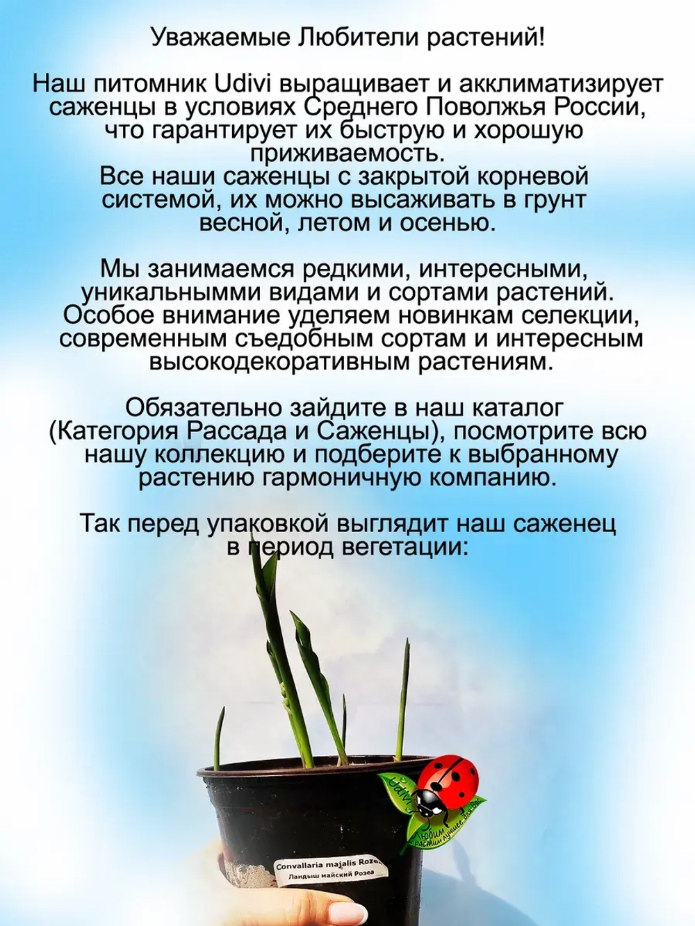Ландыш Розея розовый весенний