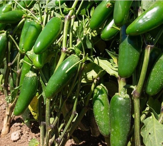 ФАНДАДОР F1 семена перца острого Nunhems описание