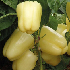 БЛАНЧИНА F1 семена перца сладкого (Enza Zaden | Alexagro)