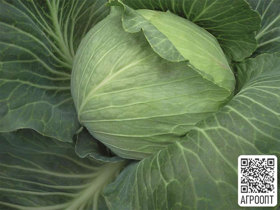 Рамада F1 семена капусты белокочанной (Bejo / Бейо) продукт – фото 2