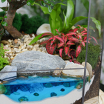 Готовый флорариум бонсай Японский вяз Бонсариум XL с озером