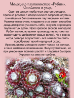 Молодило Рубин паутинистое каменная роза