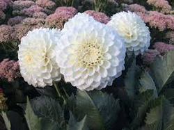 Георгин Хапет принцесс (Hapet Princess)