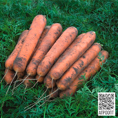 Номинатор F1 семена моркови нантской (Bejo / Бейо)