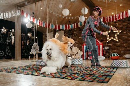 Шоу с собачками