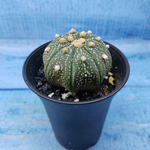 Astrophytum Asterias (Астрофитум)