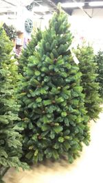 Ель с шишками "Байкальская" (леска+пвх) 150 см / 1,5 м