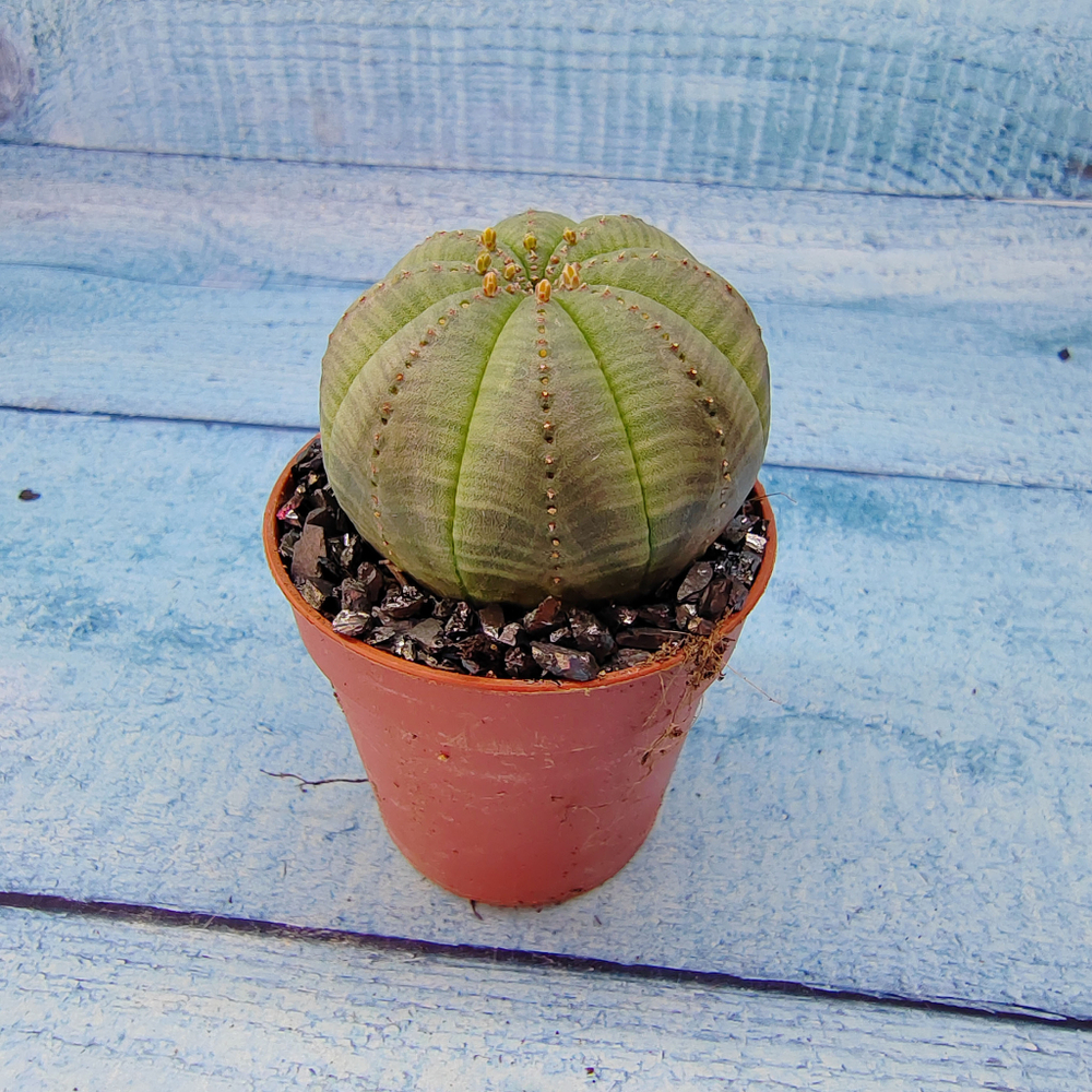 Euphoria Obesa (Эуфорбия)