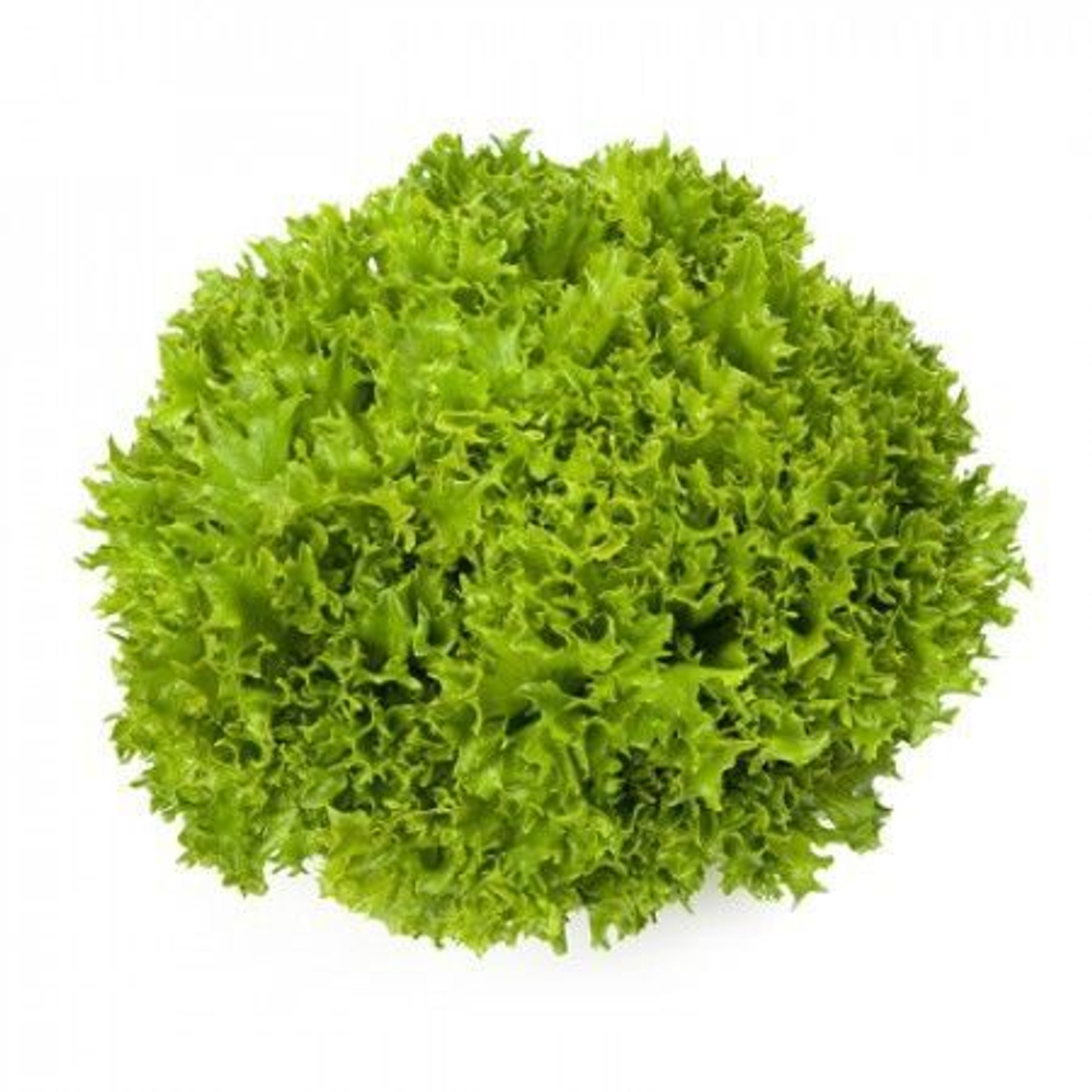 Экзакт семена салата саланова (Rijk Zwaan / Райк Цваан)